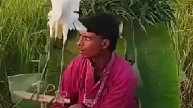 动物界的仙人跳，开始还以为真的，原来二号鸟也是演员！