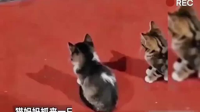 猫妈抓来一只老鼠现场教学！网友：明白狸花猫为什么这么强了吧