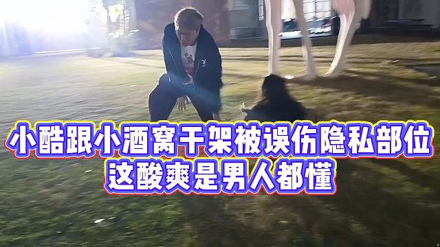 【小小小酷哥】小酷跟小酒窝干架被误伤隐私部位，这酸爽是男人都懂