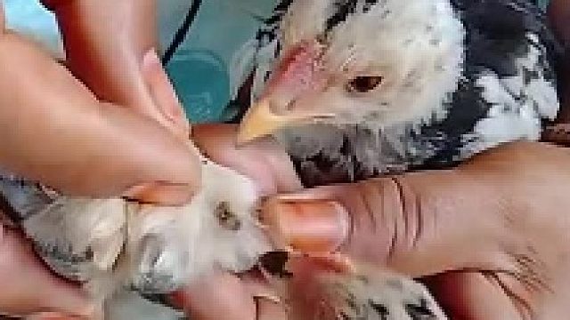 狗：我一次点俩足疗鸡师