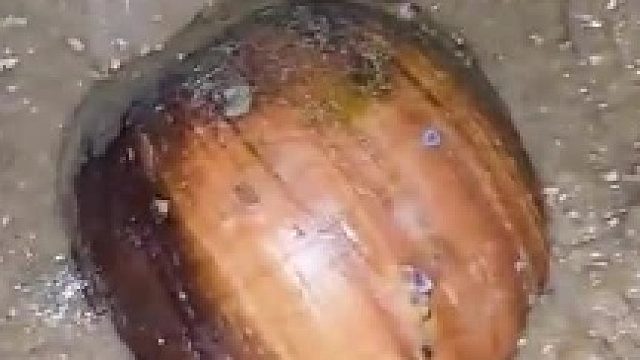 第一眼以为是...