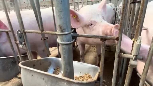 还吃 收你们来了