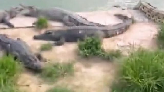 这鸡儿着实机灵得很