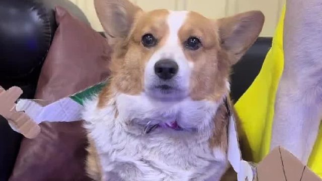 谁寻思这玩意也有cos啊，我的刀盾~