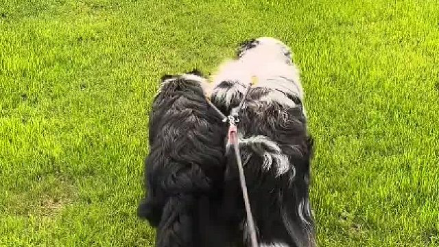 上次下雨天这个草坪上面有雨水，他俩就在这个地方把我拽跌倒 从那天以后每次经过这边，他俩就会故意