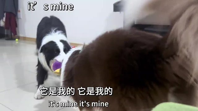 大家来评评理，究竟是谁的玩具。咖色小包子传送门