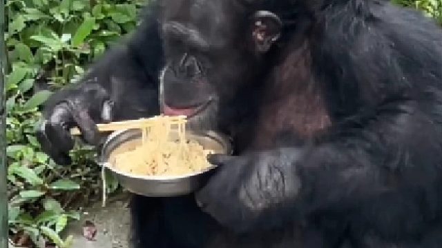 凑合活着吧，整天就拿面条糊弄我