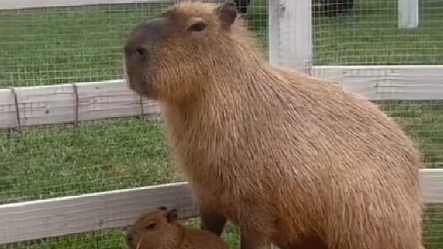 大型认亲现场，谁带的孩子像谁