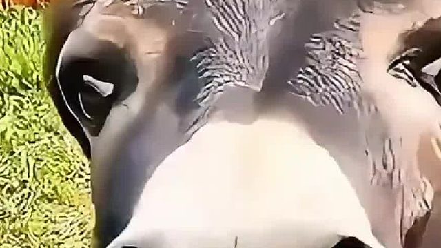 连犟驴都活明白了,有些人还在舔