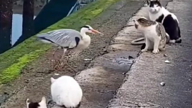 这就是猫的反应能力，第一遍根本看不清