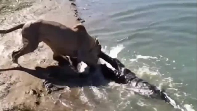 倒霉的狮子被鳄鱼咬中脑袋瓜子命悬一线