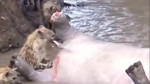 贪吃的鬣狗以为捡到河马大便宜，不料全体遭殃