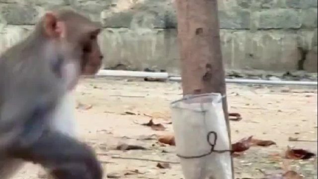 偷吃香蕉的猴子被光头佬逮住势必让他付出惨痛代价