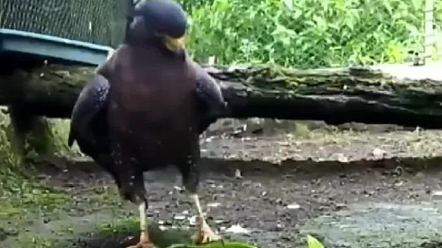 作为空中霸主的老鹰实力究竟有多豪横？