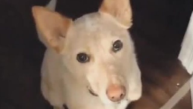 也有可能是想鞭刑