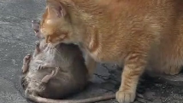 #捕鼠高手 真正体现出什么叫三斤猫叼四斤鼠