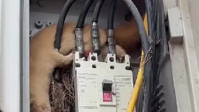 家里停电了，男子打开电箱查看情况，竟然看到了...