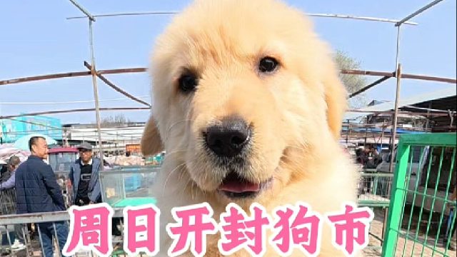 周日逛开封狗市，帮咱粉丝抓狗，让不懂的新手粉丝少走弯路不踩坑