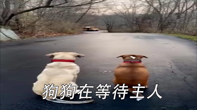 狗狗在等主人