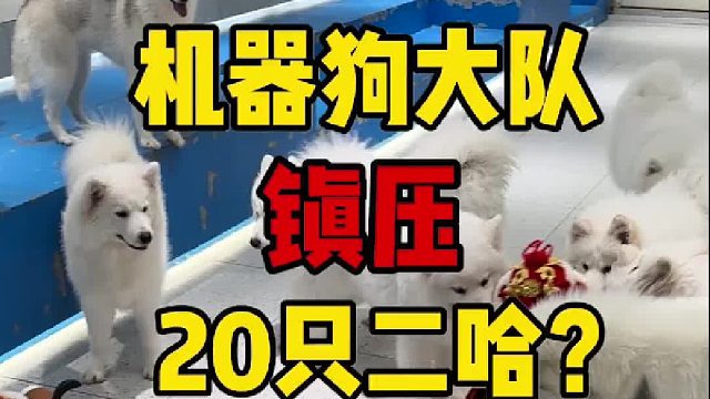 20只二哈拆家有多强！不得不派出机器狗大队镇压！