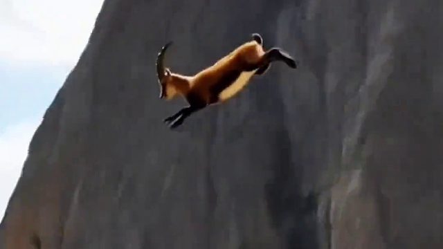 动物界最顶级的攀岩高手，简直太牛了