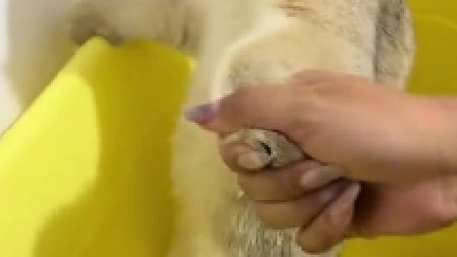 扶咪如厕  哈哈哈哈