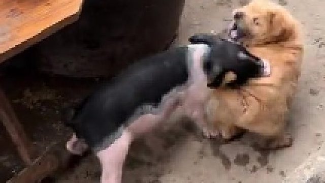 猪狗大战