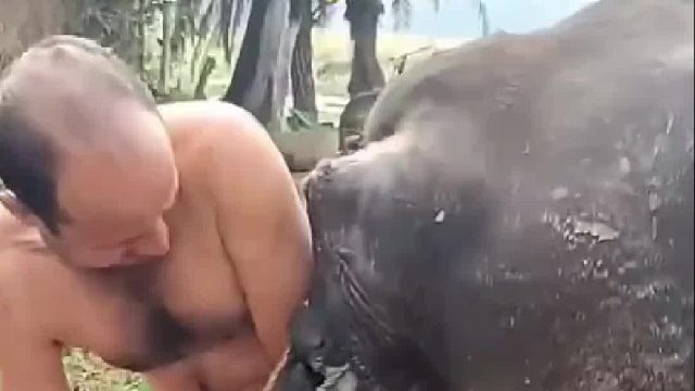 母牛遭遇难产主人与接生婆只能暴力输出