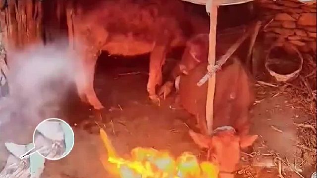 牛棚意外失火，刚刚分娩的牛妈妈竟用血肉之躯压住大火保护小牛犊