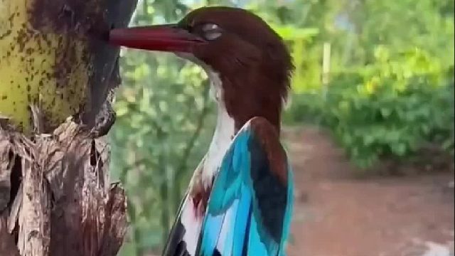 小哥多次救了傻鸟，它便抓鱼来感谢他