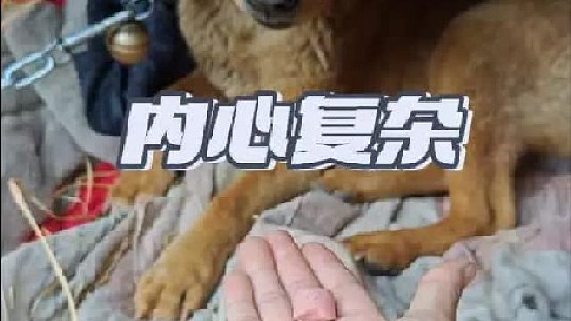 试过很多方法还是没用，狗狗依旧凶到不能碰，还有救吗？