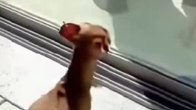 鸟都比它大了[捂脸]