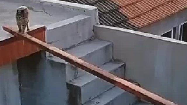 猫咪排练走猫步，气场十足！