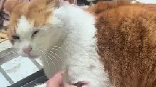打死你个毛孩子
