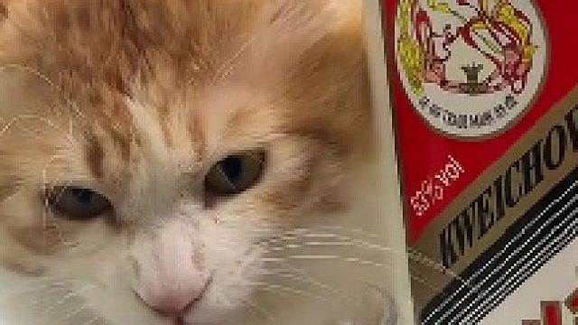 喝再多都能回家的猫都是好猫！