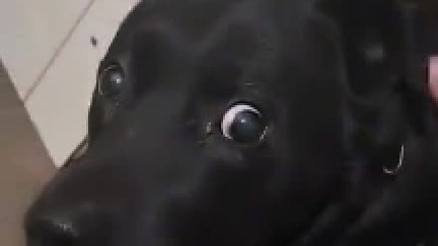 狗狗拆家凶了它之后好几天没有理它，今天我突然摸摸它，它的反应