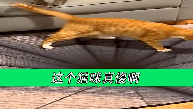 这个猫咪真傻啊