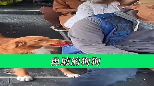勇敢的狗狗