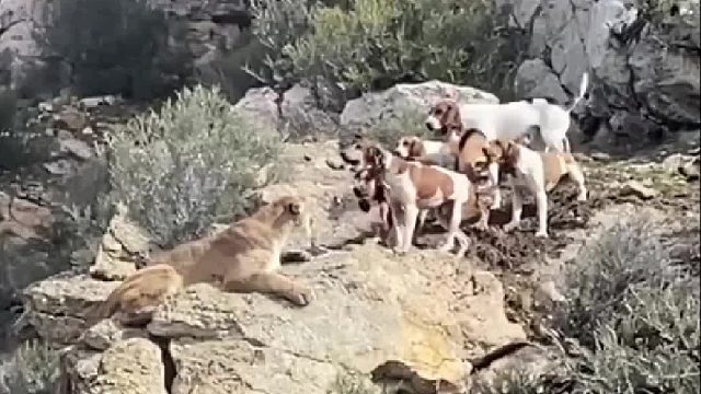 美洲狮被猎犬堵在悬崖峭壁，大战一触即发
