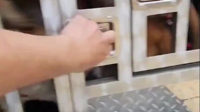 胖彪拉了几车的猎犬抓捕泛滥的野猪