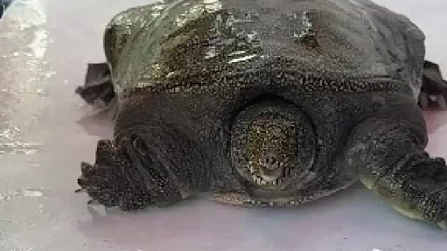 甲鱼凶猛爱咬人，看我怎么收拾它！