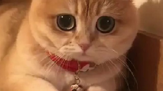 可爱猫咪的素材视频