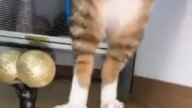 这只埃及基米是什么雷霆姿势