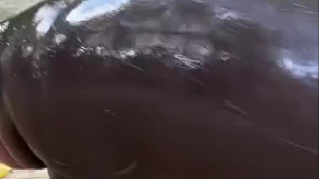 小河马就这样水灵灵得被拍生气了，谁还没点小孩脾气