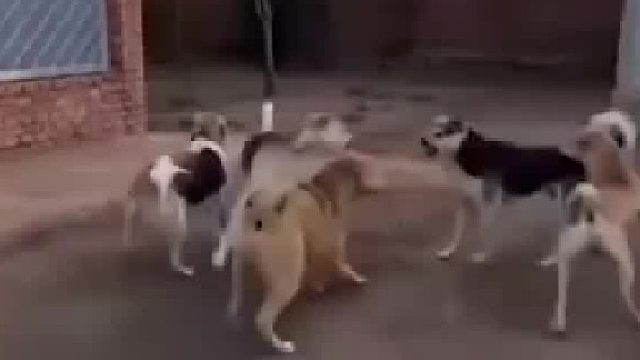 它是不是辈分高