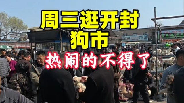 周三逛开封狗市，来的人多的不行非常热闹！各种宠物狗看的人眼花