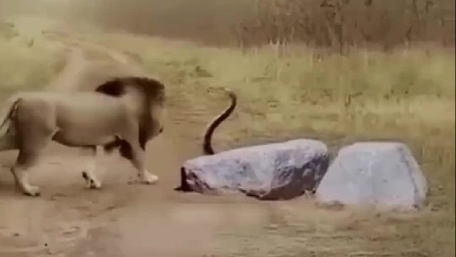 霸气雄狮驱赶眼镜王蛇，不料结局惨不忍睹