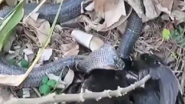 眼镜蛇咬死母鸡跑进洞穴，男子用烧酒猛灌