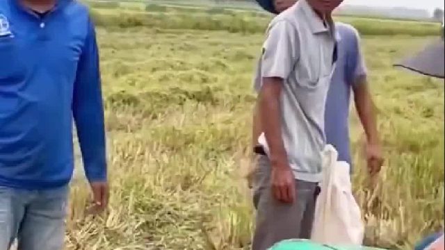 越南老表用渔网抓捕泛滥成灾的长尾兔，太刺激了