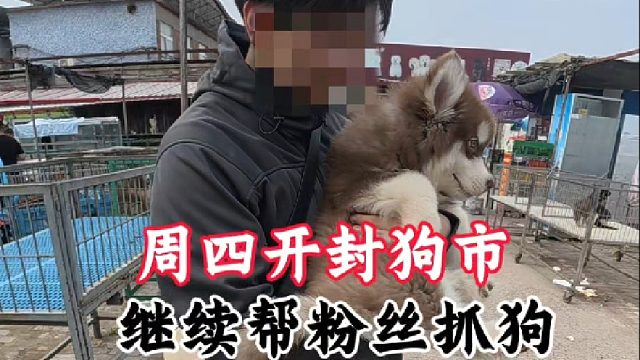 周四开封狗市继续帮粉丝抓狗，遇到好狗千万别犹豫！犹豫就会错过
